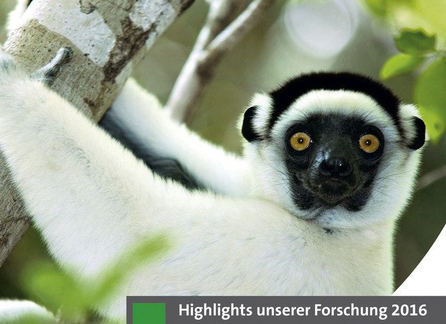 Der Kirindy-Wald in Madagaskar beherbergt neben Verreaux‘s Sifakas (Propithecus verreauxi) noch sieben weitere Lemurenarten. Foto: Manfred Eberle