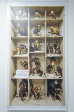 Die historischen Spix-Affen-Präparate werden sicher in einem Schrank in der Zoologischen Staatssammlung München aufbewahrt. Foto: Jana Wilken