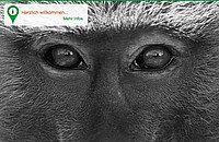 Mit dem Anubispavian geht es los im virtuellen Rundgang durch das Reich der "Primaten". Foto: Sascha Knauf 