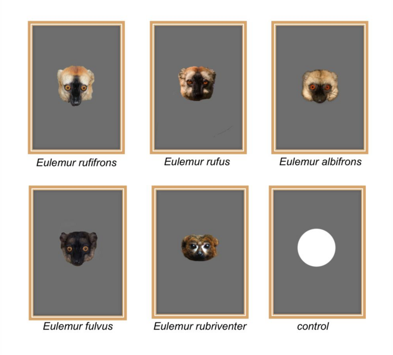 Beispiele von Bildern der einzelnen Arten, die während der Experimente als Stimuli verwendet wurden, und das Kontrollbild (weißer Kreis). Foto: Markolf