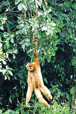 The northern white-cheeked gibbon is one of the smaller apes. Photo: Tilo Nadler
