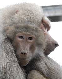 Mantelpavian-Paar im Außengehege des Deutschen Primatenzentrums. Foto: Karin Tilch