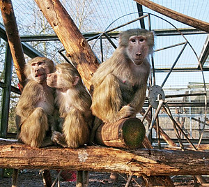 Hamadryas baboons in the outdoor enclosure at the DPZ. Photo: Anton Säckl