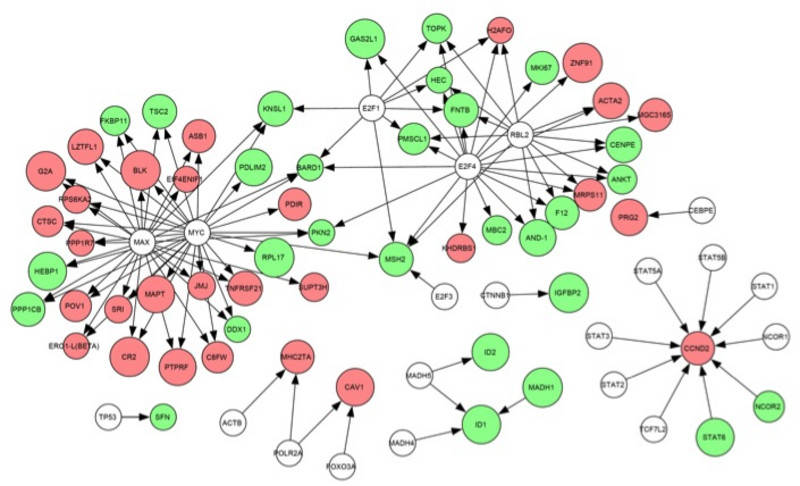 Protein-Protein-Netzwerk chronisch infizierter CD4+ T-Zellen. Die Farbkodierung kennzeichnet die Regulierung differentiell exprimierter Gene. Rot: verstärkte Expression, Grün: verminderte Expression, Farblos: keine Veränderung. Abb.: DPZ/Sauermann