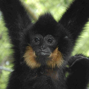 Northern Yellow-cheeked crested Gibbon, male. Photo: Tilo Nadler
