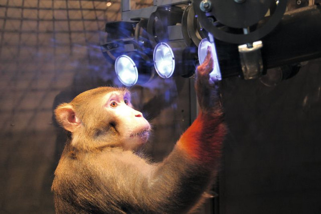 A rhesus monkey performing a task in a training cage. The arm movement is recorded with cameras. By simultaneously measuring brain signals, researchers want to understand how the brain plans movements. Photo: Michael Berger