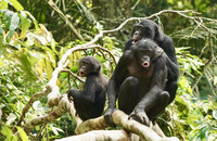 Bonobo-Weibchen, die bei einem Zusammentreffen zwischen Gruppen gemeinsam vokalisieren. Foto: Liran Samuni, Kokolopori Bonobo Research Project