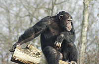 Ein junger männlicher Schimpanse genießt die Sonnenstrahlen auf einem Baumstamm. Foto: Charlotte Defolie