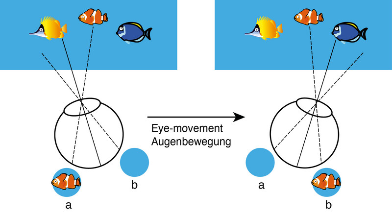 Diese Abbildung zeigt, dass sich das Abbild des orangen Clownfisch auf der Netzhaut bei jeder Augenbewegung verschiebt. Vor der Augenbewegung reagieren daher andere Nervenzellen auf das Bild des Clownfisches als nach der Augenbewegung. Abbildung: Tao Yao
