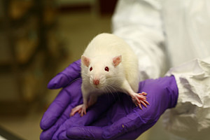 A rat in the lab. Photo: Understanding Animal research