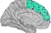 Grafische Darstellung des menschlichen Gehirns. Der mittlere Präfrontalkortex ist grün hervorgehoben. Darauf eingezeichnet sind die Orte, wo die Hirnaktivität gemessen wurde. Grafik: Caspar M. Schwiedrzik