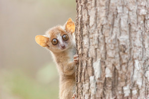 A gray mouse lemur (Microcebus murinus). Photo: Uwe Zimmermann