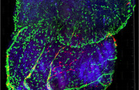 Herz einer neugeborenen Maus, das noch seine Regenerationsfähigkeit besitzt. Das Bild zeigt Zellen des Immunsystems und der koronaren Gefäßversorgung, die beide für die Herzregulation relevant sind. Foto: CNIC