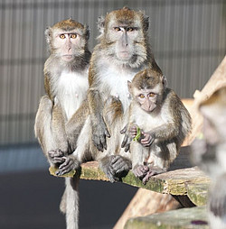 Long-tailed macaques in a breeding group at the German Primate Center. Photo: Anton Säckl