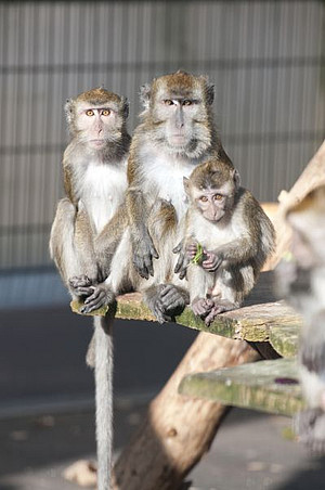 Cynomolgus macaques in an outdoor enclosure at the DPZ. Photo: Säckl