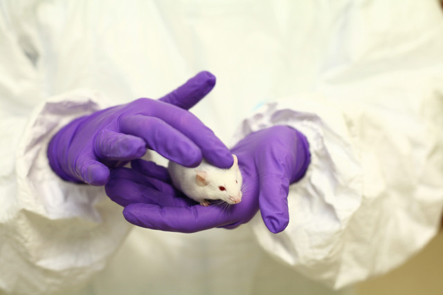 Eine Labormaus. Foto: Understanding Animal Research