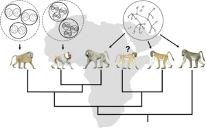 Social systems and phylogeny of baboons