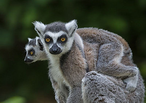 Kattas (Lemur catta) gehören zu den Feuchtnasenprimaten und besitzen feuchten und unbehaarten Nasenspiegel. Foto: Manfred Eberle