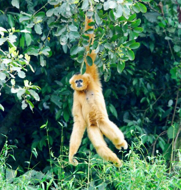 A striking feature of gibbons is their swinging movements from tree to tree. Genes that promote the evolutionary development of longer arms and stronger muscles have undergone a positive selection. Photo: Tilo Nadler
