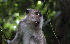 A male long-tailed macaque in Ketambe, Gunung Leuser National Park, Aceh, Sumatra, Indonesia. Photo: Cedric Girard-Buttoz