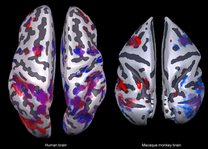 Oberflächenkonstruktion der Gehirne eines Menschen und eines Makaken in der Aufsicht. Abbildung: Igor Kagan