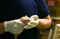 Eine Ratte im Labor. Foto: Understanding Animal Research
