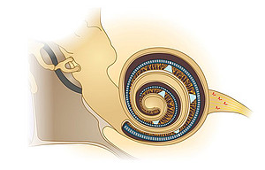 Optical cochlear implant