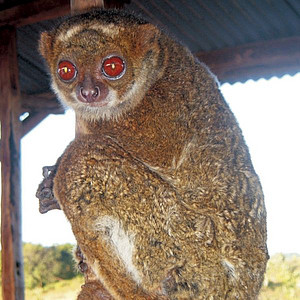 Manombo Woolly Lemur. Photo: N. Adriaholinirina