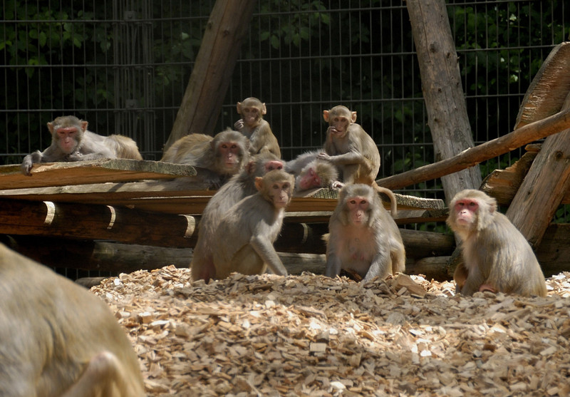 Rhesusaffen in der Tierhaltung des Deutschen Primatenzentrums. Foto: Magrit Hampe