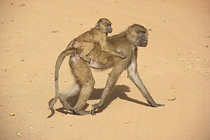 Guinea baboons (Papio papio) are Afro-Eurasian monkeys. Photo: Julia Fischer