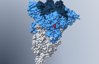 Modell des Spike-Proteins der Omikron-Subvariante BA.5, in welchem die für den verstärkten Lungenzelleintritt mitverantwortliche H69Δ/V70Δ Mutation rot hervorgehoben ist. Grafik: Markus Hoffmann