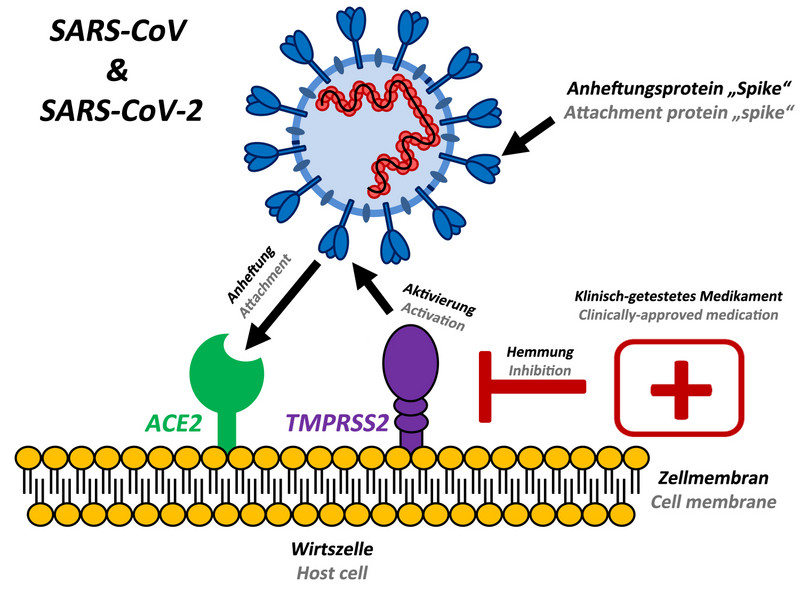 Das Anheftungsprotein „Spike“ des neuen Coronavirus SARS-CoV-2 verwendet den gleichen zellulären Anheftungsfaktor (ACE2) wie das SARS-CoV und nutzt für seine Aktivierung die zelluläre Protease TMPRSS2. Vorhandene, klinisch freigegebene Medikamente, die gegen TMPRSS2 gerichtet sind, hemmen die SARS-CoV-2 Infektion von Lungenzellen. Abbildung: Markus Hoffmann
