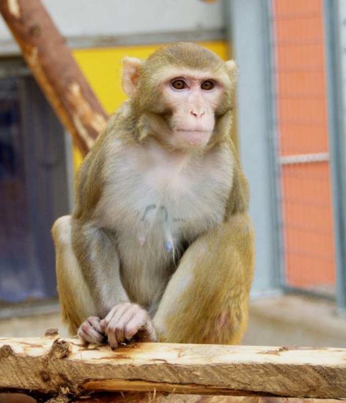 Ein Rhesusaffe in der Primatenhaltung am DPZ. Foto: Margrit Hampe