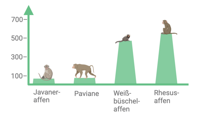 Anzahl der unterschiedlichen Primatenarten am DPZ zum Stichtag 31.12.2023. Grafik: Bobbie Smith/Jana Wilken