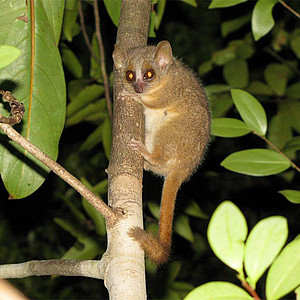 Ganzhorn's mouse lemur. Photo: Guiseppe Donati