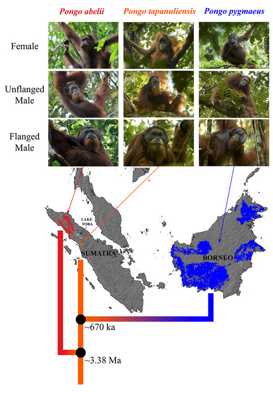 Aufsplittung der drei Orang-Utan-Arten (Bild: UZH)
