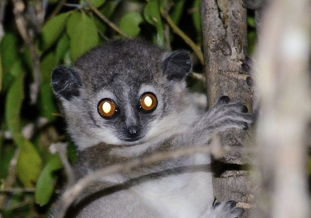 A juvenile white-footed sporty lemur (Lepilemur leucopus) is active at night. Photo: Hajarimanitra Rambeloarivony