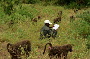 A park ranger reading amidst the foraging group of olive baboons (Papio anubis) in Lake Manyara National Park in Tanzania. Photo: Filipa Paciência