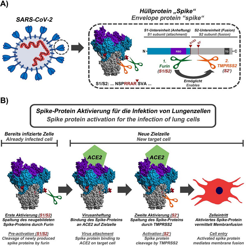 Wie as Spike-Protein des SARS-CoV-2 aktiviert wird