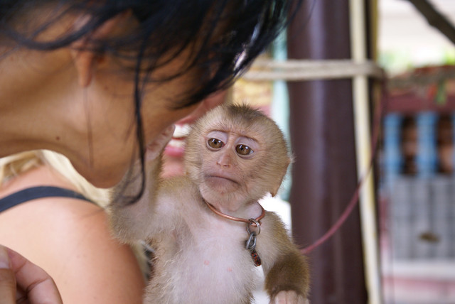 Makaken werden in Asien oft als Haustiere gehaltenen. Durch den engen Kontakt zum Menschen können sie sich mit der Frambösie infizieren und damit einen Ansteckungsherd für den Menschen darstellen. Foto: Francisco / Fotolia