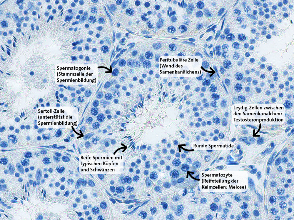 Cross-section through a seminiferous tubule in the testis of a rhesus monkey. The total length of all seminiferous tubules in the testis of a man ranges between 500 and 1000 metres. In the seminiferous tubules, sperm are continuously produced from germ cell precursors with the support of other cell types. Figure: Rüdiger Behr/Jana Wilken