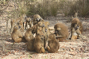 A social grooming session of a group of Guinea baboons (Papio papio). Guinea baboons live in a multi-layered social system and maintain a variety of social relationships. Photo: Matthias Klapproth