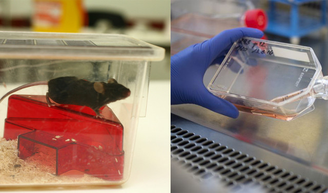 Bild links: Eine Maus sitzt in einem Labor. Foto: © Understanding Animal Research. Bild rechts: Eine Zeltkultur im Labor. Foto: Karin Tilch