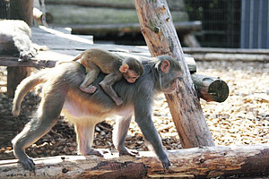Rhesus monkey with offspring. Photo: Margrit Hampe