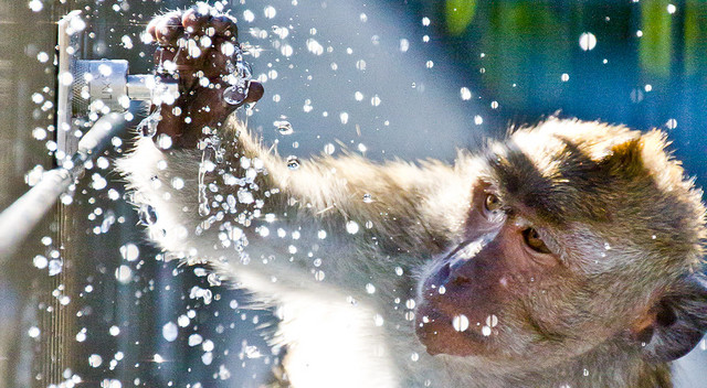 Ein Javaneraffe in der Primatenhaltung am DPZ. Foto: Christian Schlögl