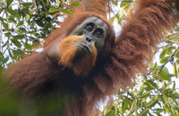 Der neu entdeckte Tapanuli-Orang-Utan ist die dritte bekannte Orang-Utan-Art und die am stärksten bedrohte Menschenaffenart der Welt. Foto: Maxime Aliaga