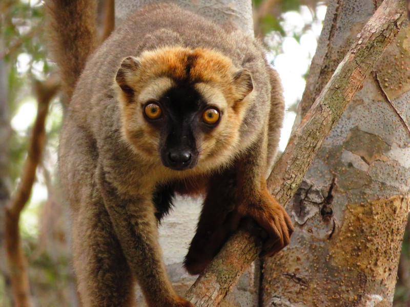 Ein männlicher Rotstirnmaki (Eulemur rufifrons) auf einem Baum in Madagaskar. Foto: Louise Peckre