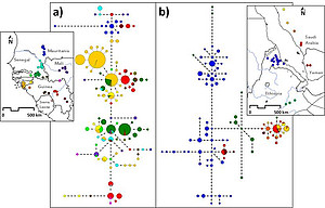 Genetische Populationsstruktur von west- und ostafrikanischen Pavianen