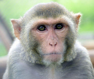 Rhesus monkeys (Macaca mulatta) belong to the haplorrhini and differ in a number of features from strepsirrhini, for example the rhinarium. Photo: Kurt Fahrner