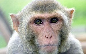 The photo shows a rhesus macaque